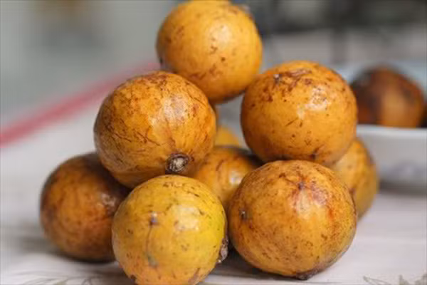 Cây sấu ra hoa vào mùa xuân - hè và có quả vào mùa hè - thu. Quả thường được thu hái vào giai đoạn tháng 7 đến tháng 9. (Nguồn Afamily)