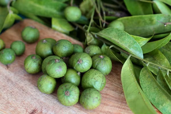 Sấu là một loài cây sống lâu năm, thường được trồng ở nước ta để lấy quả sấu và lấy bóng mát. Cây sấu còn được biết đến với tên gọi long cóc hay sấu trắng, phân bố chủ yếu ở miền Bắc. (Nguồn Duocpham24h)