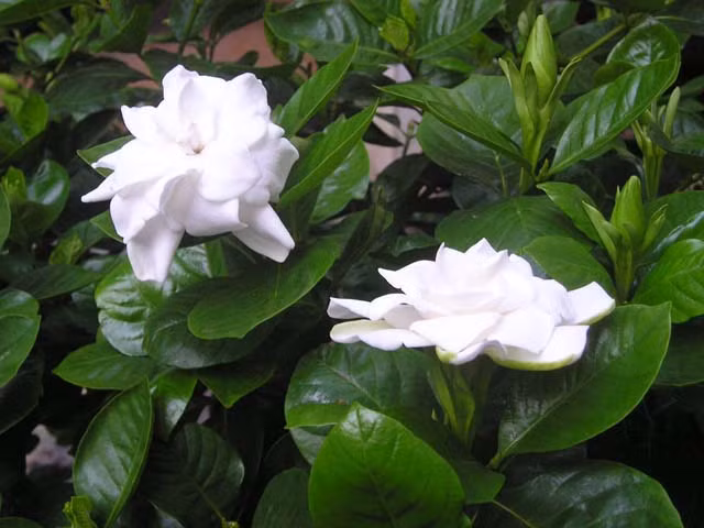 Cây dành dành mọc hoang phổ biến ở các vùng đồng bằng. Cây dành dành có hai loại là dành dành núi và dành dành nước. (Nguồn Tapchidongy)