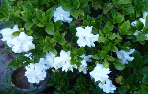 Bên cạnh đó, rễ và quả của cây dành dành còn có tác dụng hỗ trợ điều trị một số bệnh về thận như viêm cầu thận mạn, suy thận…(Nguồn Staticflickr)