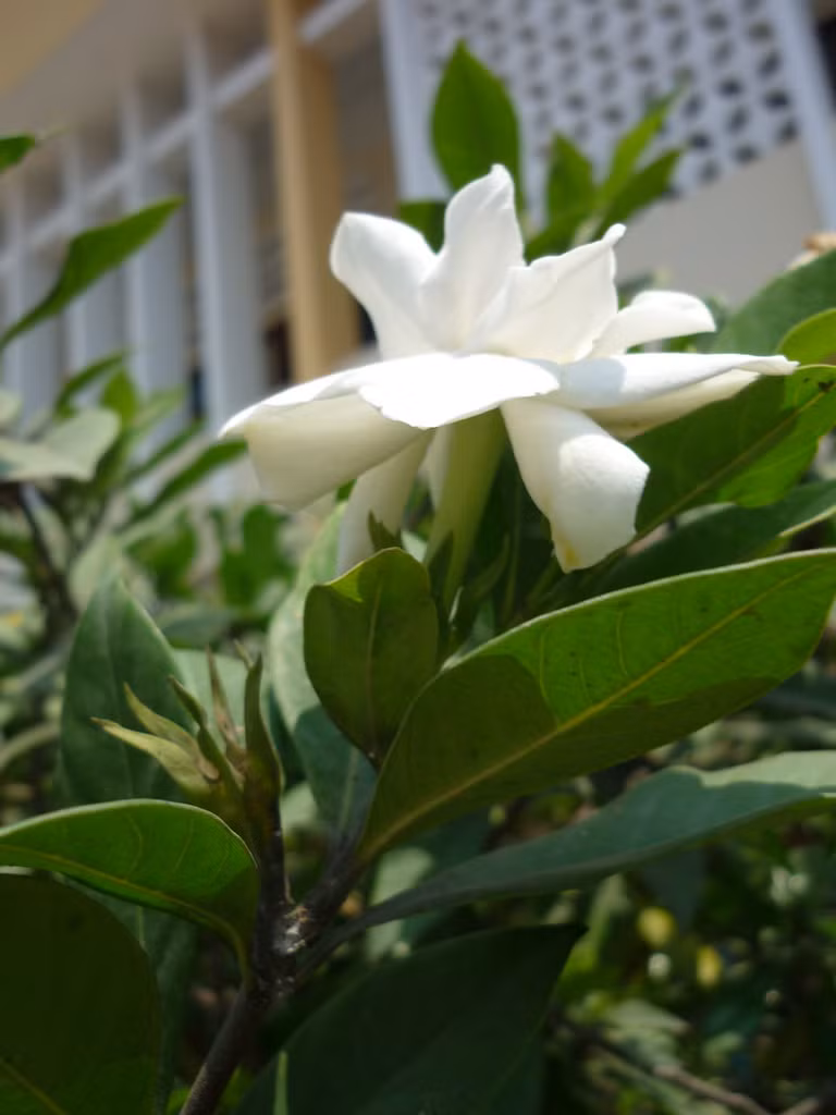 Cây dành dành thường được trồng làm cảnh vì cho hoa đẹp và thơm, ngoài ra nó còn có tác dụng chống ô nhiễm không khí. (Nguồn Khoe24h)