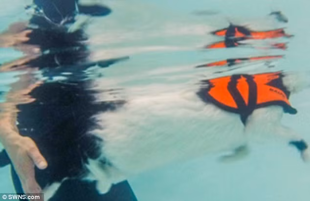 Chân trước của mèo Charlie rất khỏe, còn chân sau cần được chuyên gia thủy liệu pháp hỗ trợ. Ảnh: chuyên gia Tracey Allen đỡ nhẹ chân sau cho Charlie.