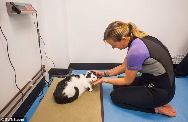 Nhiều người cho rằng loài mèo không thích nước vì lông ướt sẽ làm chúng di chuyển nặng nề hơn, nhưng có thể lý do thật sự chỉ là chúng bị căng thẳng trước một thử thách chưa từng trải qua.