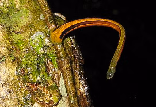 Vết đốt của vắt trên da không gây đau đớn nhưng thường bị chảy máu kéo dài. Đặc biệt, khi chui vào mũi, miệng, khí quản, ống tiêu hóa ... vắt có thể gây nên những hậu quả, biến chứng trầm trọng khác. (Nguồn Kiemlamthuathienhue)