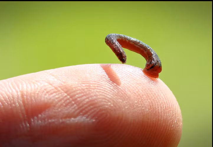 Khi hút máu, vắt bơm một chất chống đông máu vào cơ thể con mồi. Nó có thể hút một lượng máu lớn gấp... tám đến mười lần trọng lượng cơ thể nó. (Nguồn Photobucket)