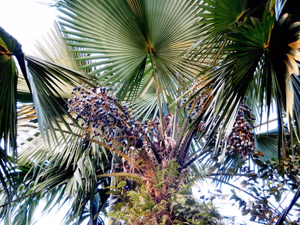 Quả cọ có hai loại là cọ nếp và cọ thường, hương vị của cả hai đều giống nhau và chỉ khác nhau ở độ mềm, dẻo ở cùi. (Nguồn Baolaocai)