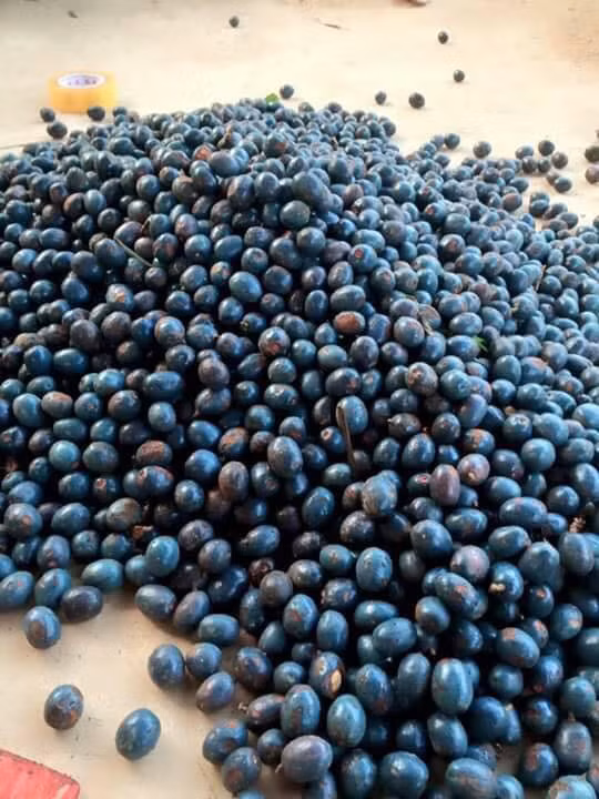 Quả cọ bắt đầu chín từ cuối tháng 10 đến đầu tháng 11. Khi màu vỏ quả cọ chuyển sang hơi nâu và đen lại, người dân hái về rửa sạch bụi đất, chế biến thành nhiều món ăn hấp dẫn. (Nguồn Cloudinary)