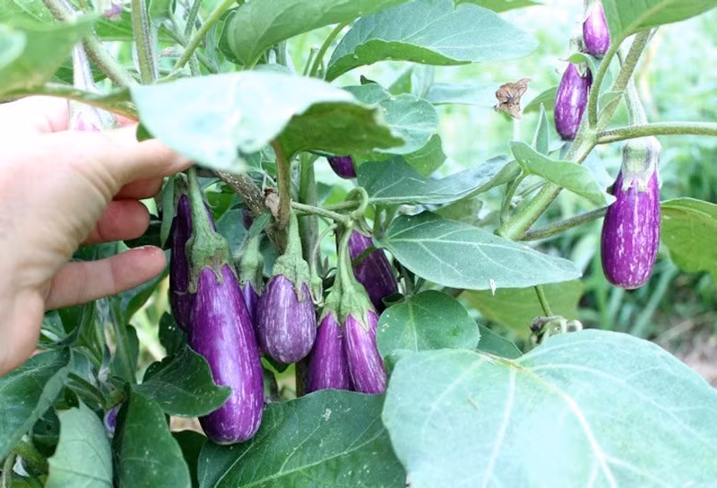 Cà tím có chứa chất solanine giúp chống oxy hóa và ức chế tế bào ung thư. Khi chế biến cà tím, bạn nên thêm một chút giấm để thúc đẩy sự phân hủy của solanine vì solanine không hòa tan đáng kể trong nước. (Nguồn Phunutoday)