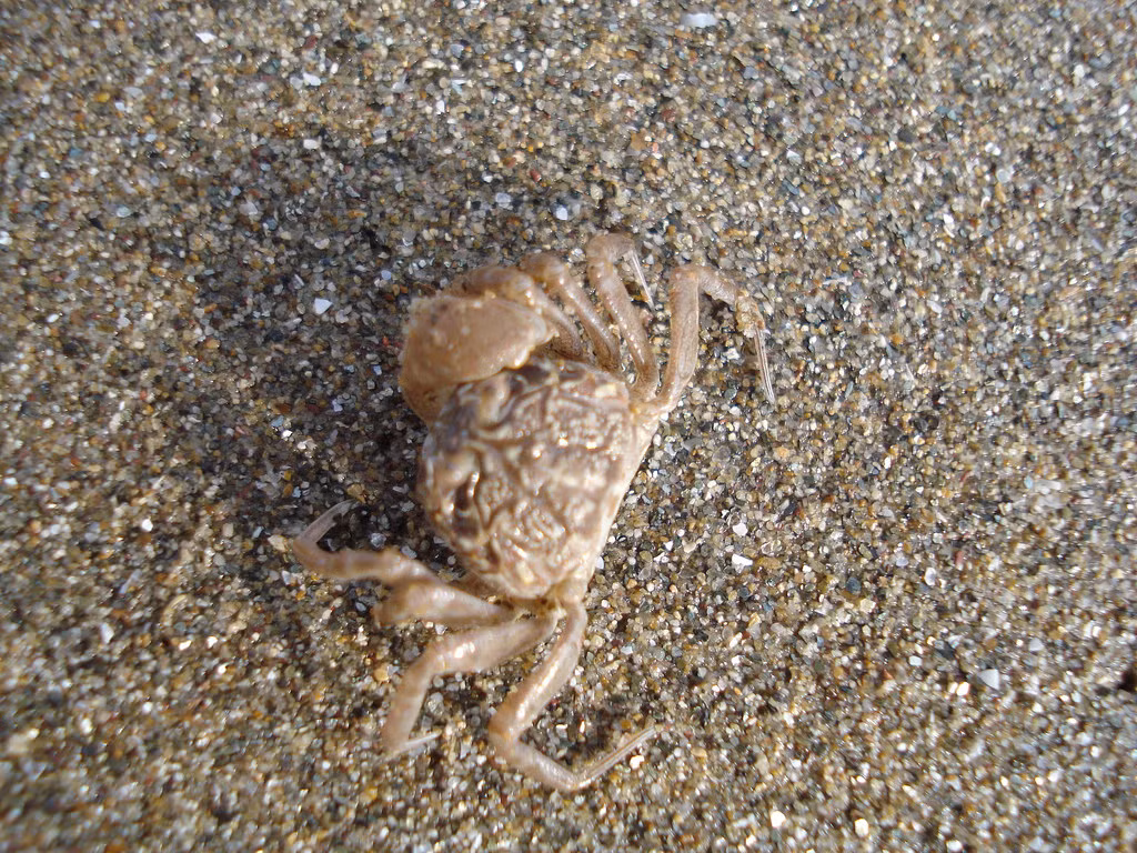 Để bắt còng gió, người ta thường dùng ba cách: đặt bẫy, đào hang hoặc đuổi bắt. (Nguồn Staticflickr) 