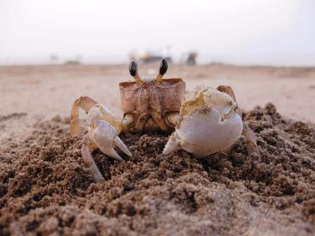 Con còng gió có tên như vậy là vì nó chạy rất nhanh, nhanh như gió, rất khó bắt. Nó sống được cả ở trên cạn và dưới nước. (Nguồn Honvietquochoc)