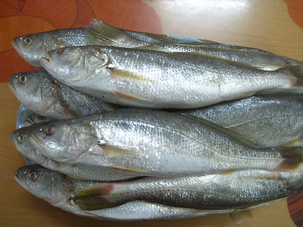 Cá cu khi nhỏ thường ăn thực vật nổi hoặc các mảnh vụn hữu cơ. Khi trưởng thành, thức ăn của chúng gồm cá sòng mắt to và động vật không xương sống. (Nguồn Photobucket)