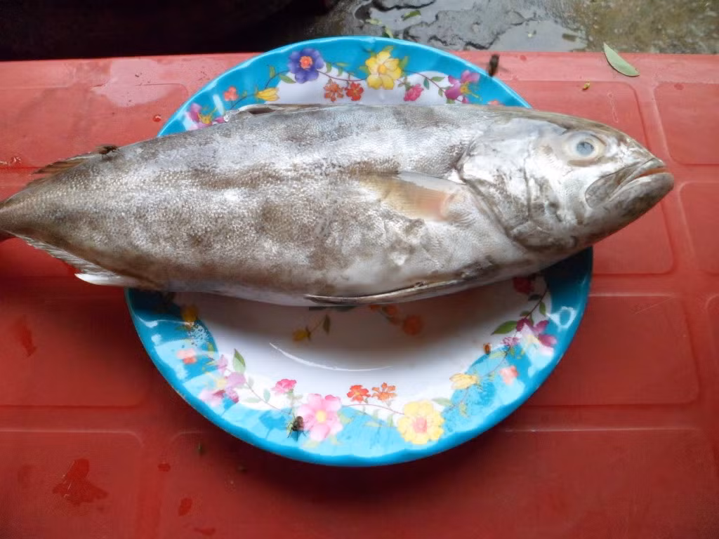 Cá cu được đánh bắt quanh năm nhưng thường có nhiều vào mùa xuân, cụ thể là các tháng 2, tháng 3 và tháng 4 hằng năm. (Nguồn Photobucket)