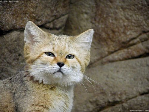 Số lượng cá thể mèo cát trên thế giới chỉ còn rất ít. Thậm chí loài vật này còn nằm trong danh sách những loài động vật có nguy cơ bị biến mất vĩnh viễn. (Nguồn Wikimedia)