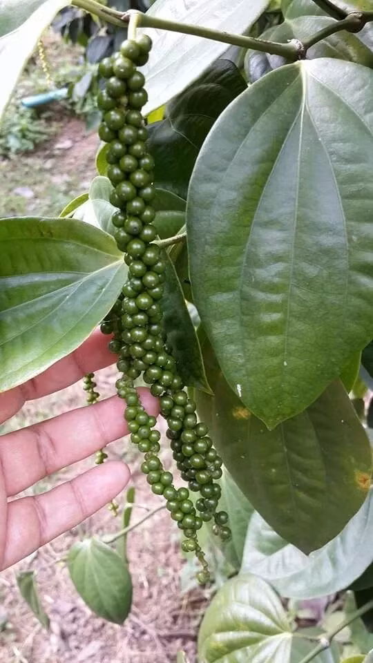 Các tỉnh trồng nhiều hồ tiêu nhất là các tỉnh Châu đốc, Hà tiên, Bà Rịa, Quảng trị. (Nguồn Phanbondientrang)