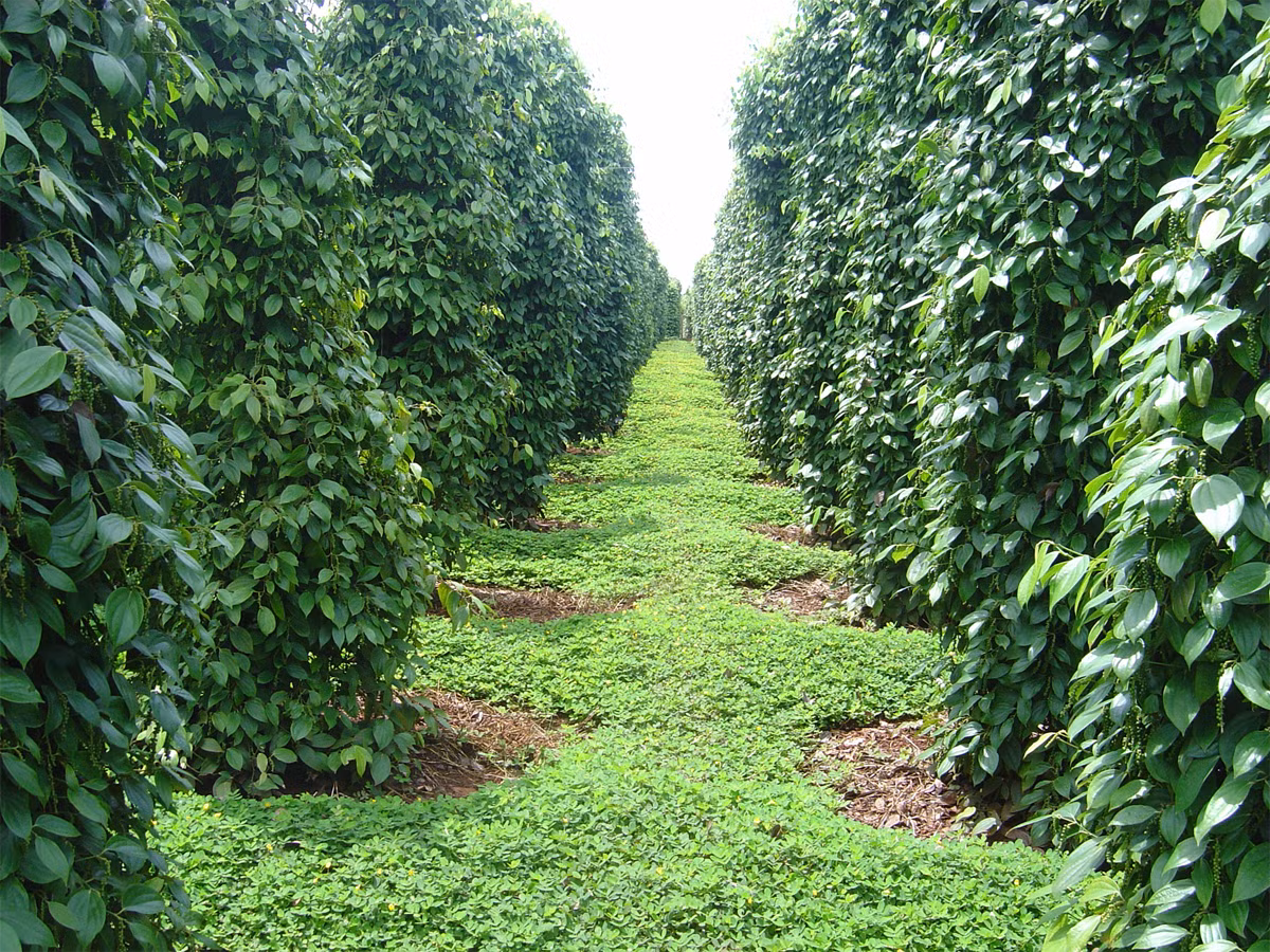 Ít ai biết rằng hoa hồ tiêu là quốc hoa của đất nước Liberia. (Nguồn Thanhnien)