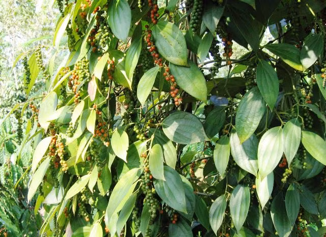 Muốn có hồ tiêu đen, người ta hái quả vào lúc quả còn xanh, muốn có hồ tiêu trắng (hay hồ tiêu sọ), người ta hái quả lúc chúng đã thật chín, sau đó bỏ vỏ. (Nguồn Chelatevietnam)