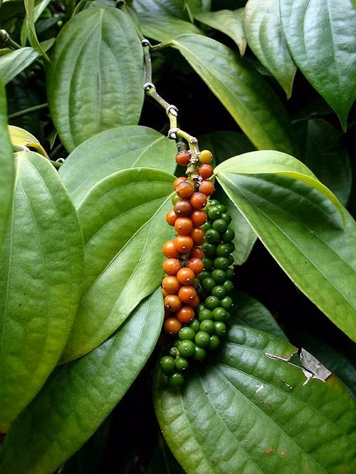 Quả hồ tiêu thường dùng làm gia vị dưới dạng khô hoặc tươi. Trong hồ tiêu có nhiều vitamin C, canxi, tinh dầu, tinh bột và chất béo. (Nguồn Hstatic)