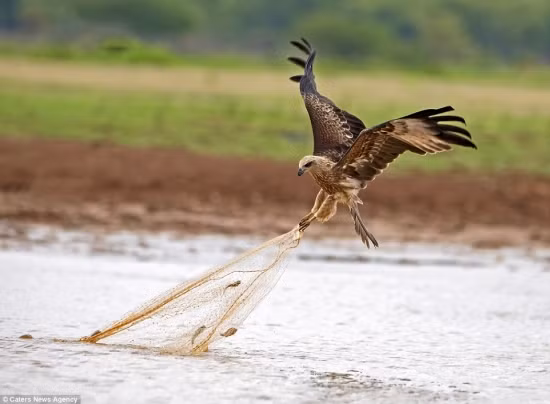Diều hâu được coi là một trong những loài chim thông minh nhất theo phương pháp đo IQ của chim chóc theo sự sáng tạo của chúng trong thói quen ăn uống.