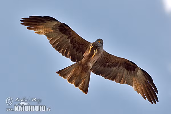 Diều hâu còn được cho là có thị lực rất tốt, đạt tới 20/2, tức gấp khoảng 8 lần so với những người có thị lực tốt.