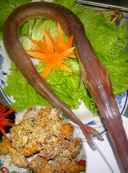 Cá chìa vôi rất nhiều thịt vì nó chỉ có một trục xương sống ở giữa. (Ảnh Muabanthuysan)