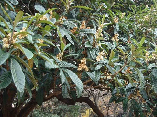 Thậm chí ở Đài Loan, quả tỳ bà là loại quả mang lại giá trị kinh tế cao. (Ảnh Ngaymoionline)