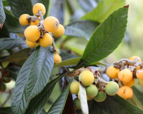 Cây tỳ bà được trồng để lấy quả ăn, làm cảnh hoặc lấy bóng mát. Quả tỳ bà ngoài việc ăn được còn được sử dụng làm thuốc chữa ho, viêm họng, cảm lạnh. (Ảnh Duongthu)