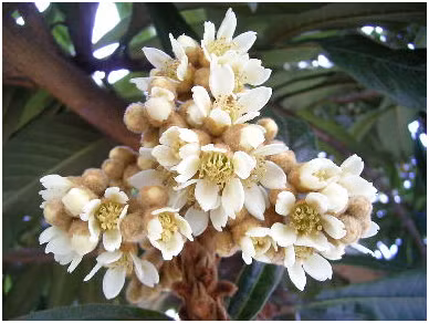  Hoa tỳ bà rất thơm, quả tỳ bà thì mọc thành chùm, quả hình tròn hoặc hình trứng và thịt quả có màu trắng, vàng hay cam. (Ảnh Hangdailoan)