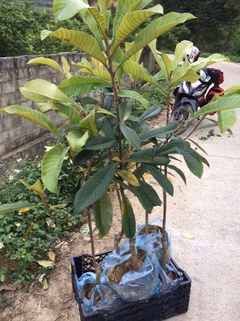 Quả tỳ bà có vị ngọt hoặc ngọt chua, khi chín có màu vàng và mùi thơm dễ chịu. (Ảnh Caygiongdacsan) 