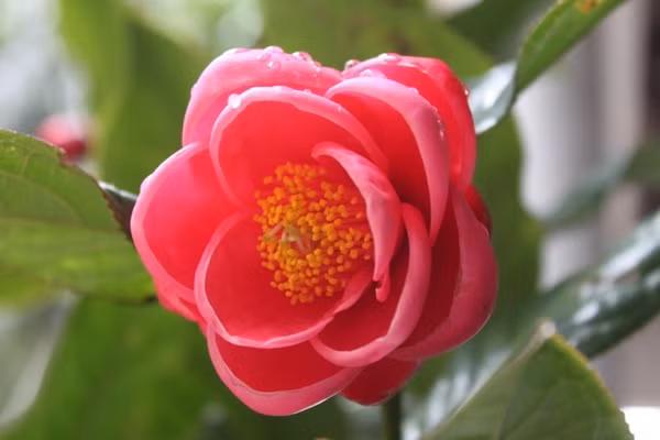  Hải đường còn được biết đến với những tên gọi khác như thu hải đường, tiêu đốm trắng, hoa có phần giống với hình dáng của cây trà hoa vàng. Loài cây này hiện được trồng rải rắc khắp các tỉnh phía Bắc nước ta,