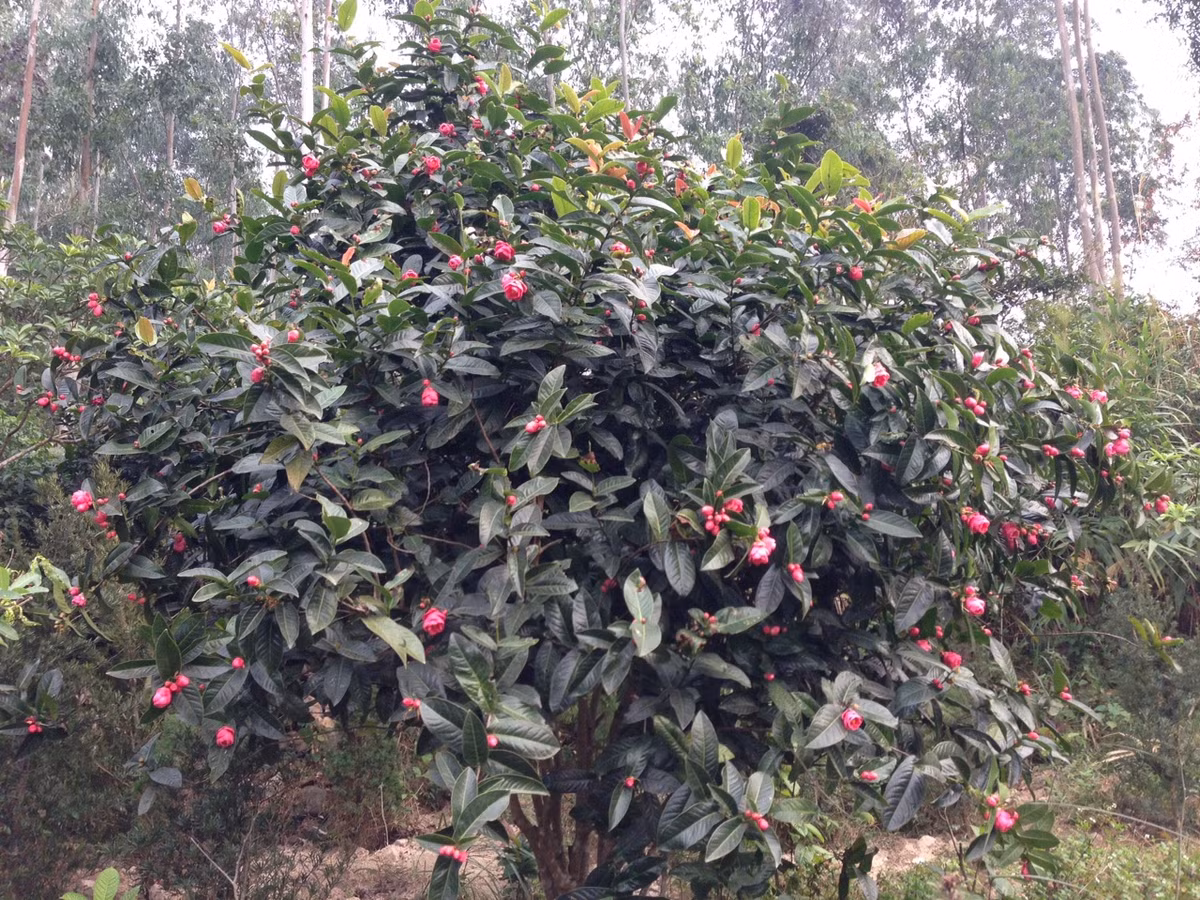 Ở nước ta, hải đường được trồng chủ yếu từ tỉnh Lạng Sơn đến Thừa Thiên Huế. Đây là loài cây nhỡ, thân gỗ, cao đến 3m, dạng bụi. Hải đường có thể được nhân giống bằng cách chiết, giâm cành hoặc gieo bằng hạt.