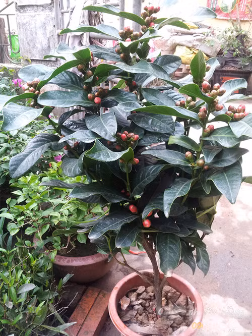 Cây hoa hải đường có tên khoa học là Malus spectabilis Borkh, thuộc họ chè – Theaceae. Cẩy hải đường có thể sống đến hàng trăm năm.