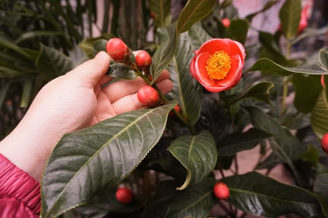 Ngoài tác dụng làm cảnh, hải đường còn có tác dụng làm sạch không khí vì nó có thể hấp thụ những tia bức xạ từ thiết bị điện gia dụng như máy tính và giảm bớt những tác hại của tia bức xạ với con người.