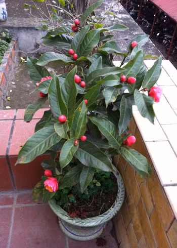 Hải đường chịu rét tốt, thường ra hoa rộ từ đầu tháng chạp đến hết tháng giêng âm lịch. Loài cây này ưa bóng, ưa ánh sáng tán xạ và khả năng chịu nắng, nhiệt độ cao kém.