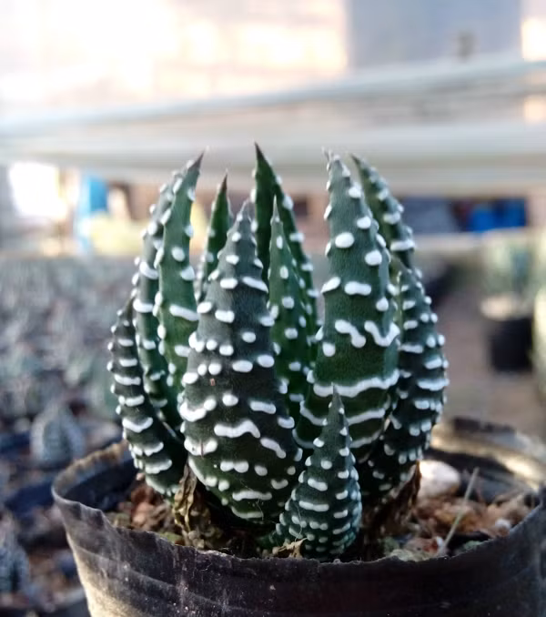 Sen móng rồng rất dễ chăm sóc và là loài cây không cần nhiều nước. (Nguồn Shopnghethuat)