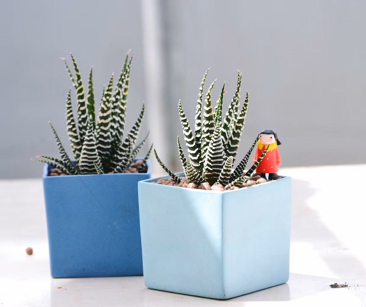 Sen đá móng rồng có hình dáng đẹp nên rất phù hợp để ở bàn làm việc hoặc tặng quà. (Nguồn Caycanhdeban)