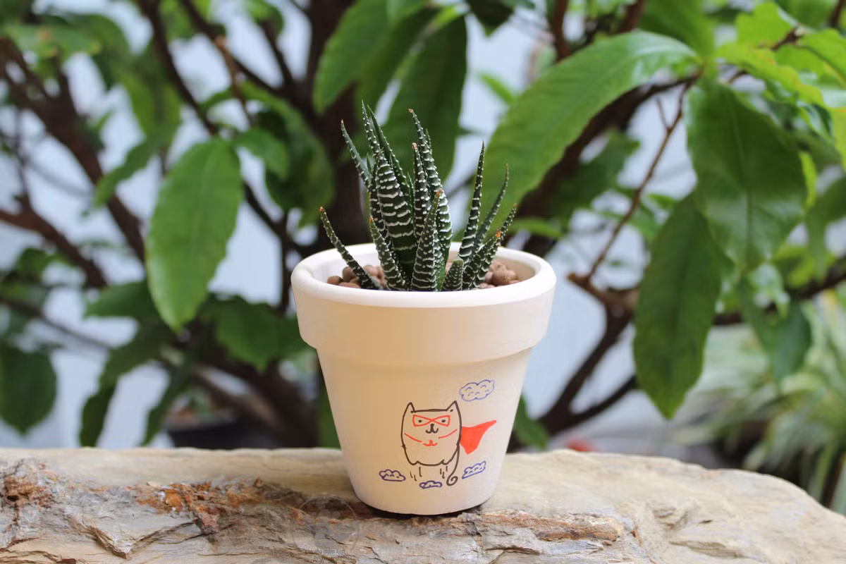 Cây sen móng rồng thường ra hoa vào mùa thu và mùa đông, hoa của nó có màu vàng, kích thước nhỏ. Thậm chí những cây sen móng rồng bé cũng có thể cho ra hoa. (Nguồn Chonhathemxinh)