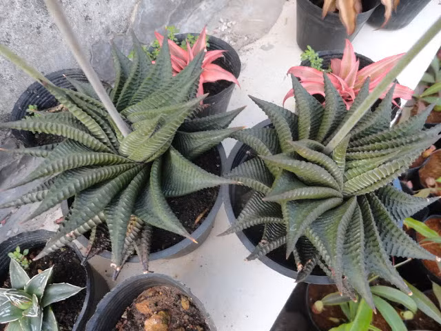 Trong phong thủy, cây sen móng rồng có ý nghĩa bảo vệ và che chở. Người sở hữu cây sen móng rồng cũng giống như có bùa hộ mệnh cho mình. (Nguồn Cayvahoa)