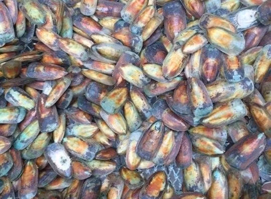 Từ tháng 3 đến tháng 6 hàng năm là thời điểm ốc tài xỉu xuất hiện nhiều nhất. (Ảnh Rongbaycdn) 