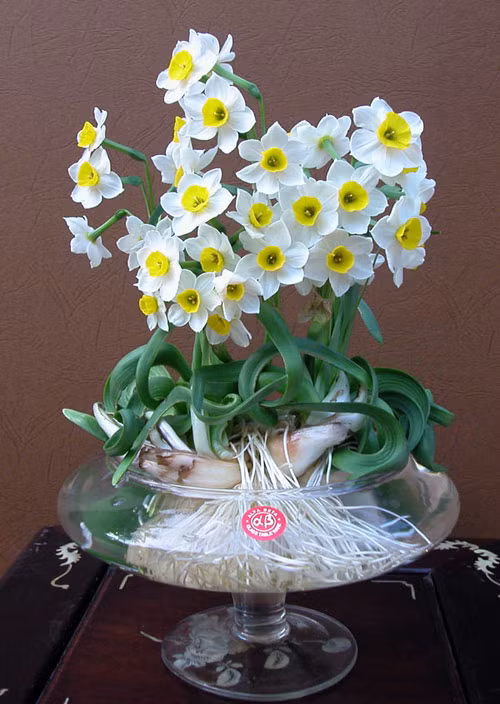 Thủy tiên chủ yếu có nguồn gốc từ Địa Trung Hải. Hoa thủy tiên là quốc hoa của Wales - nơi người ta đeo hoa thủy tiên vào ngày lễ Thánh David theo truyền thống. Ngoài ra, loài hoa này còn được tìm thấy tại Trung Á và Trung Quốc.