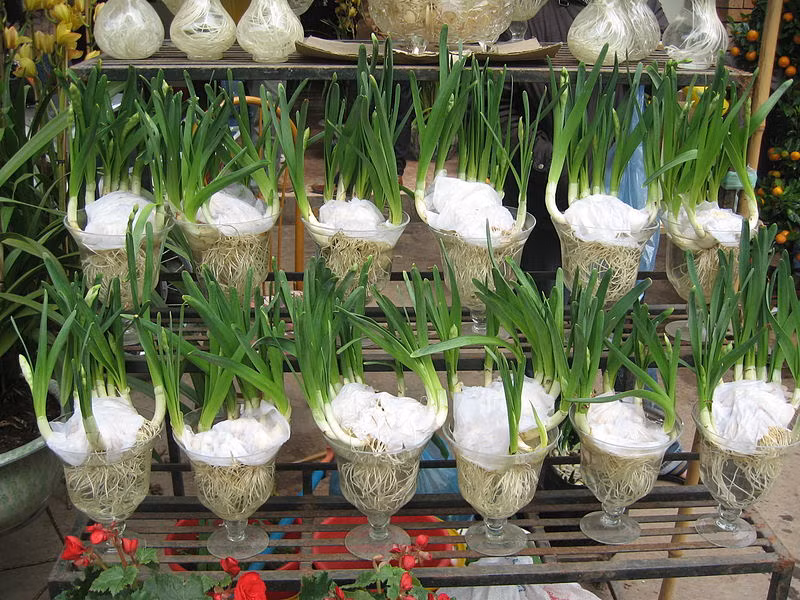 Tên gọi “thủy tiên” có nghĩa là nàng tiên nước, nàng tiên hoa nơi thủy cung. Hoa thủy tiên còn được ví như "chén ngọc đĩa ngà". Ngoài thì vành tròn trắng muốt, trong có nhụy màu vàng, mùi thơm thoảng mà dịu mát.