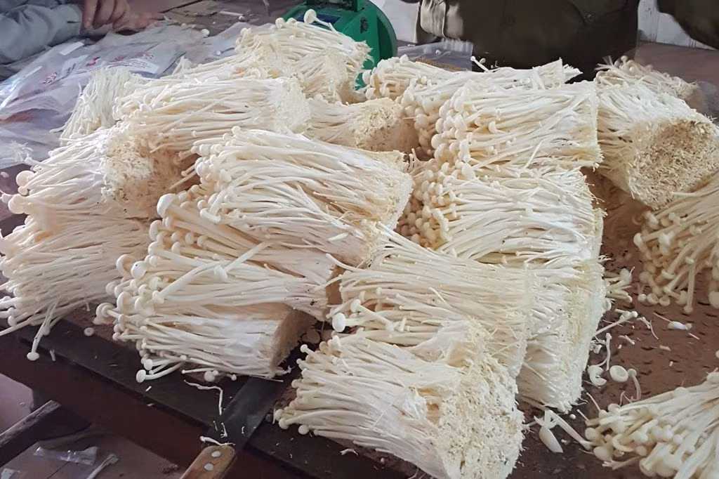 Ngoài ra, nấm kim châm còn giúp cải thiện chiều cao và trí lực của trẻ em. Nó cũng rất hữu ích cho người già và bệnh nhân tăng huyết áp vì chứa nhiều kẽm và kali. (Nguồn Namlinhchi)