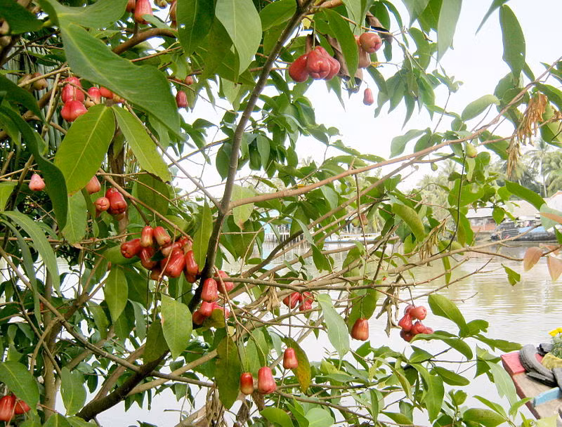 Cây roi phát triển mạnh mẽ. Khi trưởng thành, cây ra hoa và có thể cho 700 quả mỗi cây. (Nguồn Blogcaycanh)