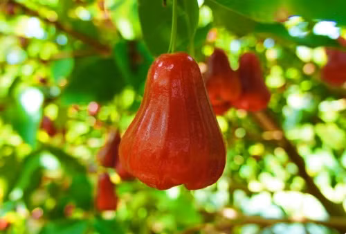 Quả roi được xem là tiên dược vì có tác dụng ngừa tiêu chảy mãn tính, điều trị và phòng chống ung thư, giảm cân, ngăn ngừa sự gia tăng mức cholesterol và tốt cho bà bầu. (Nguồn Hoibacsi)