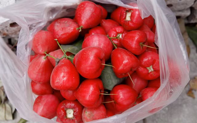  Quả roi (theo cách gọi của miền Bắc, miền Nam gọi là mận) là loại trái cây có nguồn gốc ở Đông Nam Á. Mặc dù vậy, những nơi có khí hậu nhiệt đới khác cũng có thể trồng loại cây này. (Nguồn Danviet)