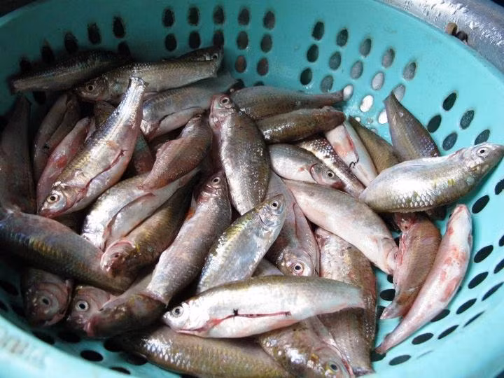 Cá linh đầu mùa được người dân gọi là cá linh non, rất béo, ngọt thịt và hầu như không có xương. (Nguồn Dulichtrongoivietnam)