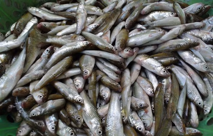 Cá linh thường xuất hiện nhiều từ tháng 9 đến tháng 11 âm lịch hàng năm, tức là khi mùa nước nổi của Đồng Tháp bắt đầu. (Nguồn Licdn)