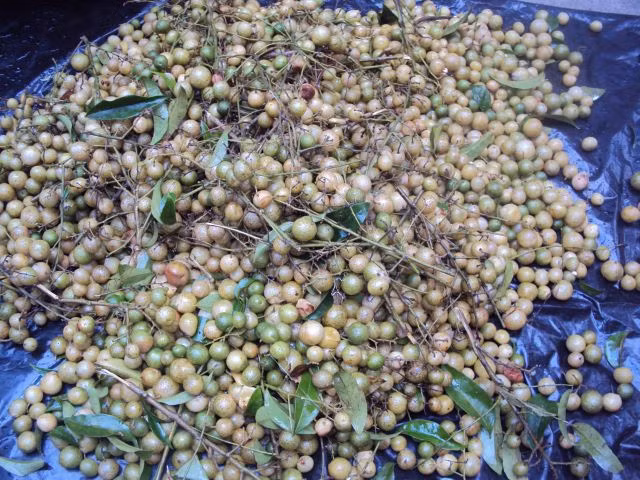 Ở nước ta, cây mắc mật phân bố chủ yếu ở Cao Bằng, Bắc Kạn, Lạng Sơn, Quảng Ninh, Hòa Bình. (Nguồn Tananfood)