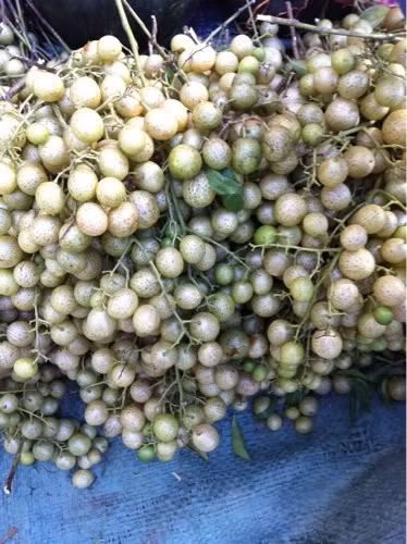 Cây mắc mật thường mọc trên núi đá vôi, ra hoa từ tháng 3 đến tháng 6, đậu quả vào tháng 7 đến tháng 9. (Nguồn Photobucket)