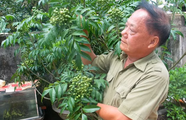 Cây mắc mật rất quen thuộc trong đời sống hằng ngày. Lá mắc mật có tinh dầu thơm nên được dùng trong các món vịt quay, lợn quay, kho cá trong khi hạt mắc mật phơi khô xay thành bột, dùng để làm gia vị. (Nguồn Nhandan)