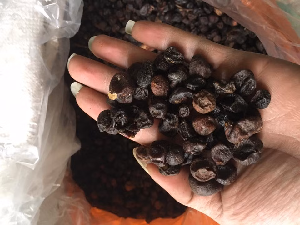 Quả mắc mật được tiêu thụ trong nước, ngoài ra quả cũng được bán sang Trung Quốc dưới dạng tươi và khô. (Nguồn Quanghuyfood)